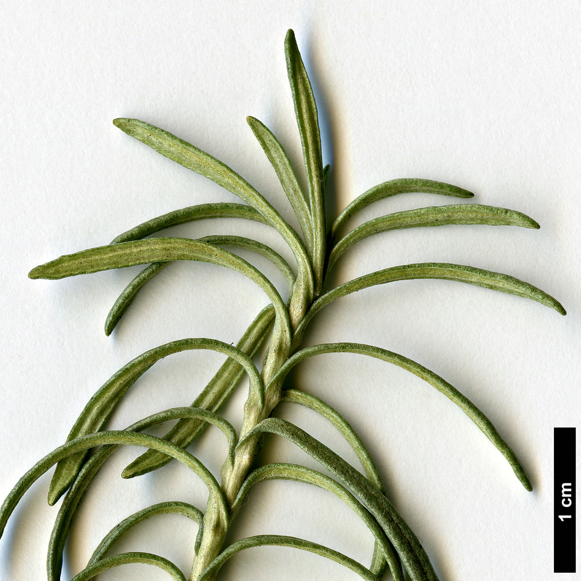 High resolution image: Family: Asteraceae - Genus: Helichrysum - Taxon: italicum - SpeciesSub: subsp. serotinum High resolution image: Family: Asteraceae - Genus: Helichrysum - Taxon: italicum - SpeciesSub: subsp. serotinum